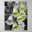 Search for black cream posters Floral