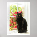 Search for beautiful roses posters Cat