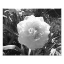 Search for daffodils pictures posters Floral