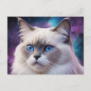 Search for birman cat Galaxy