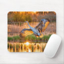 Search for marsh mousepads Wetland