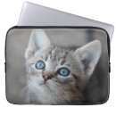 Search for cute cat pictures electronics Kitten