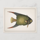 Search for angelfishes postcards Aquatic