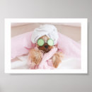 Search for dog grooming posters Spa