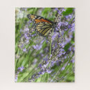 Search for monarch butterfly puzzles Photography