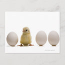 Search for balance postcards Animals