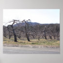 Search for apple orchard posters Nature