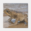 Search for bufo bufo Wildlife