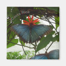 Search for morpho magnets Blue morpho butterfly
