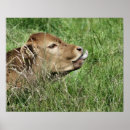 Search for bovin art Farming