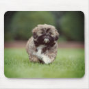 Search for shih tzu dog mousepads Puppy