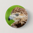 Search for tail badges Raptor