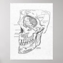 Search for anatomy posters Bones
