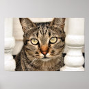 Search for tabby posters Kitty
