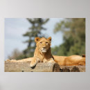 Search for lion pride posters Feline