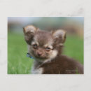 Search for longhair postcards Dog