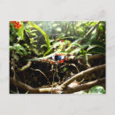 Search for blue butterfly postcards Black