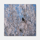 Search for jackdaws Nature