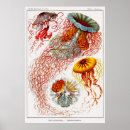 Search for vintage jellyfish posters Discomedusae
