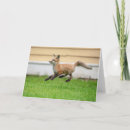 Search for kit cards Animal