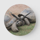 Search for tortoise clocks Cute