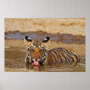 Search for tiger cub posters Bengal