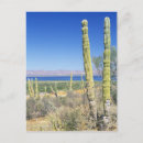 Search for baja postcards Ocean