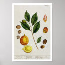 Search for herbal posters Flowers