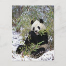 Search for feeds postcards Snow