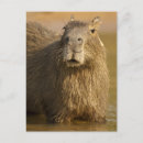 Search for watering hole postcards Capybara