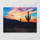 Search for desert sunset postcards Saguaro
