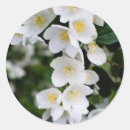 Search for jasmine flower stickers White