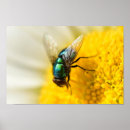 Search for flying insect posters Insects