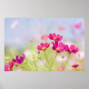 Search for soft focus posters Photography