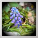 Search for hyacinths posters Flowers