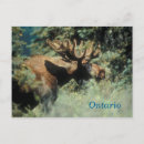 Search for ontario postcards Animal