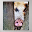 Search for cute pig posters Humour