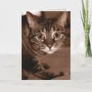 Search for worried cards Cat