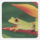 Search for frog eyes stickers Wildlife