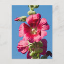 Search for hollyhocks postcards Summer