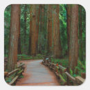 Search for path stickers Woods