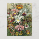 Search for vintage orchid postcards Nature