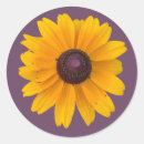 Search for black eyed susan stickers Nature