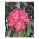 Search for red flower posters Plant