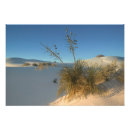 Search for environment posters Arid