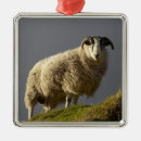 Search for agriculture christmas tree decorations Livestock