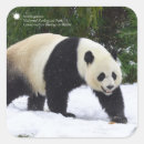 Search for giant panda stickers Bear