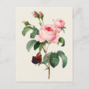 Search for cabbage rose postcards Vintage