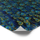 Search for vintage peacock posters Feather