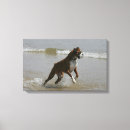 Search for boxer dog canvas prints Canine photographer